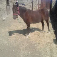 اسب