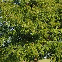خرید فروش گردو چه آماده چه رو درخت خریداریم