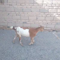 پاچن وبز فروشی۲۴|حیوانات مزرعه|خاش, |دیوار