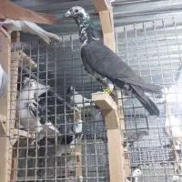 کفتر
