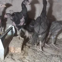 جوجه اوشامو|حیوانات مزرعه|اردبیل, |دیوار