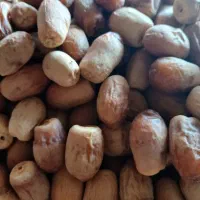 فروش خرما زاهدی قصب