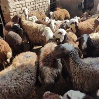 تعدادی بره ماده و نر