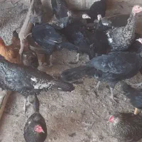 بوقلمون ماده|حیوانات مزرعه|دشتابی, |دیوار