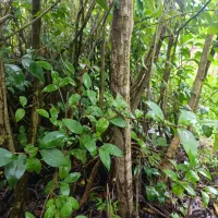 برگ نو (پایه پیوند)|خدمات باغبانی و درختکاری|چابکسر, |دیوار