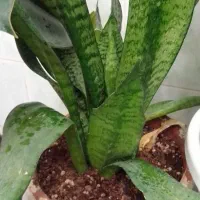 3عدد گلدان سنسوریا شاداب وپر|گل و گیاه طبیعی|کرمانشاه, |دیوار