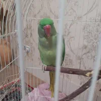 دوعدد طوطی اسکندر(شاه طوطی)|پرنده|خوی, |دیوار