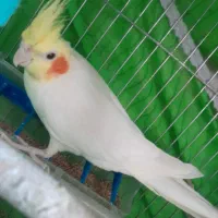 عروس هلندی لوتینو سخنگو اصل