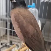 مینا نر ۵ ماهه نژاد اصیل سخنگو