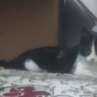 بچه گربه|گربه|گلبهار, شهر جدید گلبهار|دیوار