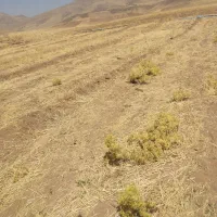 زمین مرغوب نزدیک روستاوچسپیده به جاده اصلی|فروش زمین و ملک کلنگی|دینور, |دیوار