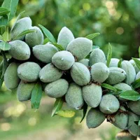 نژادهای اصلاح شده نهال در تخصصترین نهالستان