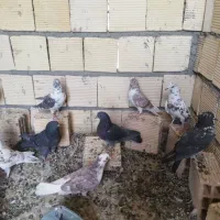 تعدادی کبوتر  تهرانی