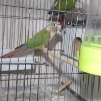 گرینچک، عروس