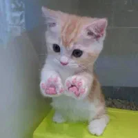 بچه گربه
