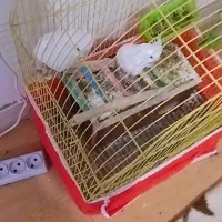 تو تا نره|پرنده|بم, |دیوار