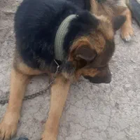 سگ گمشده
