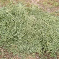 یونجه|خدمات باغبانی و درختکاری|زرین آباد, |دیوار