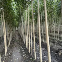 فروش ویـژه صنـوبـر مقاوم به خشکی محدود و ارزشمند