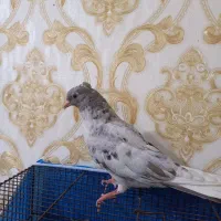 کوهی دم سفید ۳پری نر