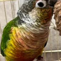 طوطی گرینچیک