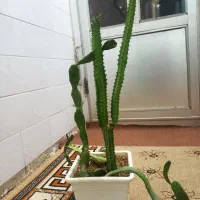 گل طبیعی|گل و گیاه طبیعی|نیشابور, شهید بهشتی|دیوار