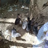 جوجه گلین(فارسان)