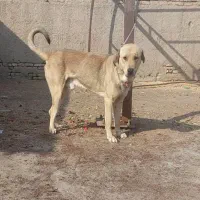 سگ عراقی|سگ|کهریزک, |دیوار