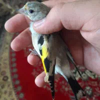 سقا.سهره کرمونی منطقه بافت|پرنده|کرمان, |دیوار