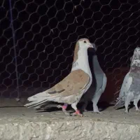 جف جوانه نر پلنگ سیاه کاکل|پرنده|زاهدان, |دیوار