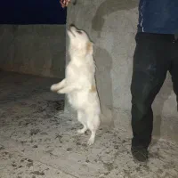 سگ ماده سفید|سگ|اراک, |دیوار