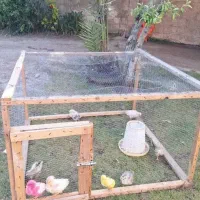 قفس مرغ و جوجه