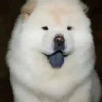 سگ نژاد چاوچاو اصل|سگ|تهران, پامنار|دیوار