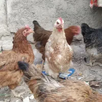 مرغ محلی تخم گذار جوان یکجا