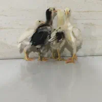 جوجه لاری|حیوانات مزرعه|تهران, جوادیه|دیوار