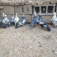 کبوتر سوسکی خوش هیکل