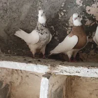 طوقی لیمویی فروشی|پرنده|جوین, |دیوار