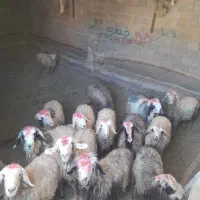 میش ترکی