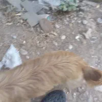 سگ امانت گم شده|سگ|دزفول, |دیوار