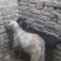 بز آبستن و نربز|حیوانات مزرعه|قم, بوستان علوی|دیوار