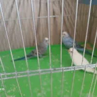 مرغ عشق به شرط بالغ|پرنده|ایذه, |دیوار