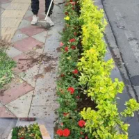 گل کاری وباغبانی هرس کاری وپابیل|خدمات باغبانی و درختکاری|قم, بلوار امین و ساحلی|دیوار