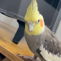 عروس هلندی|پرنده|مریوان, |دیوار