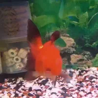 گلفیش با گرید عالی و رنگ درجه ۱|ماهی|تهران, باغ خزانه|دیوار