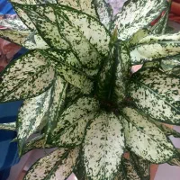 گل طبیعی با گلدان سرامیکی سفید|گل و گیاه طبیعی|تهران, حکیمیه|دیوار