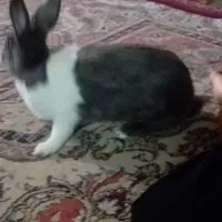 خرگوش