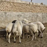 گوسفند کلیویی۷۰۰