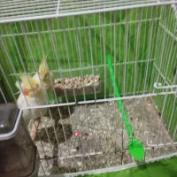 یک جفت عروس هلندی با جوجه لتینو|پرنده|مشهد, کوی المهدی|دیوار