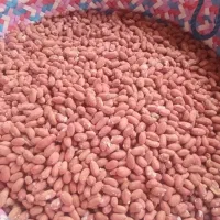 فروش بادام زمینی|خوردنی و آشامیدنی|رشت, گلسار|دیوار