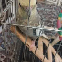 یه جفت عروس هلندی|پرنده|ری, شهرری|دیوار